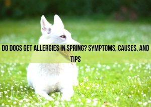Do Dogs Get Allergies In Spring