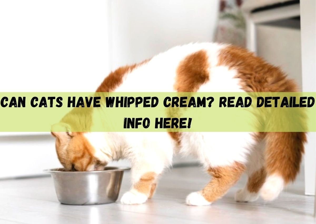 Can Cats Have Whipped Cream