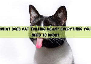 cat trilling
