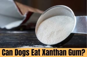 Can Dogs Eat Xanthan Gum
