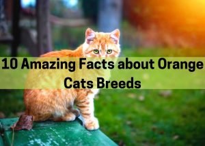 Orange Cats