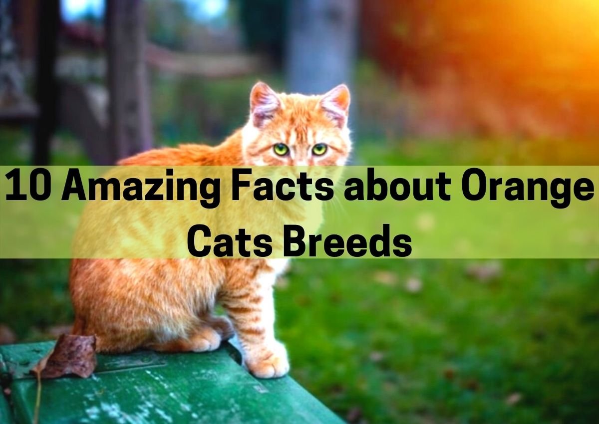 Orange Cats