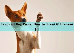 Cracked Dog Paws