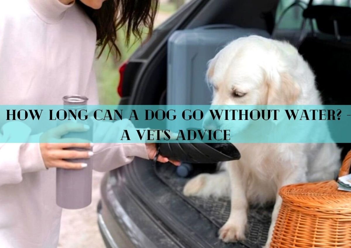 How Long Can A Dog Go Without Water