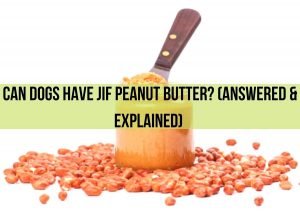 Can Dogs Have Jif Peanut Butter