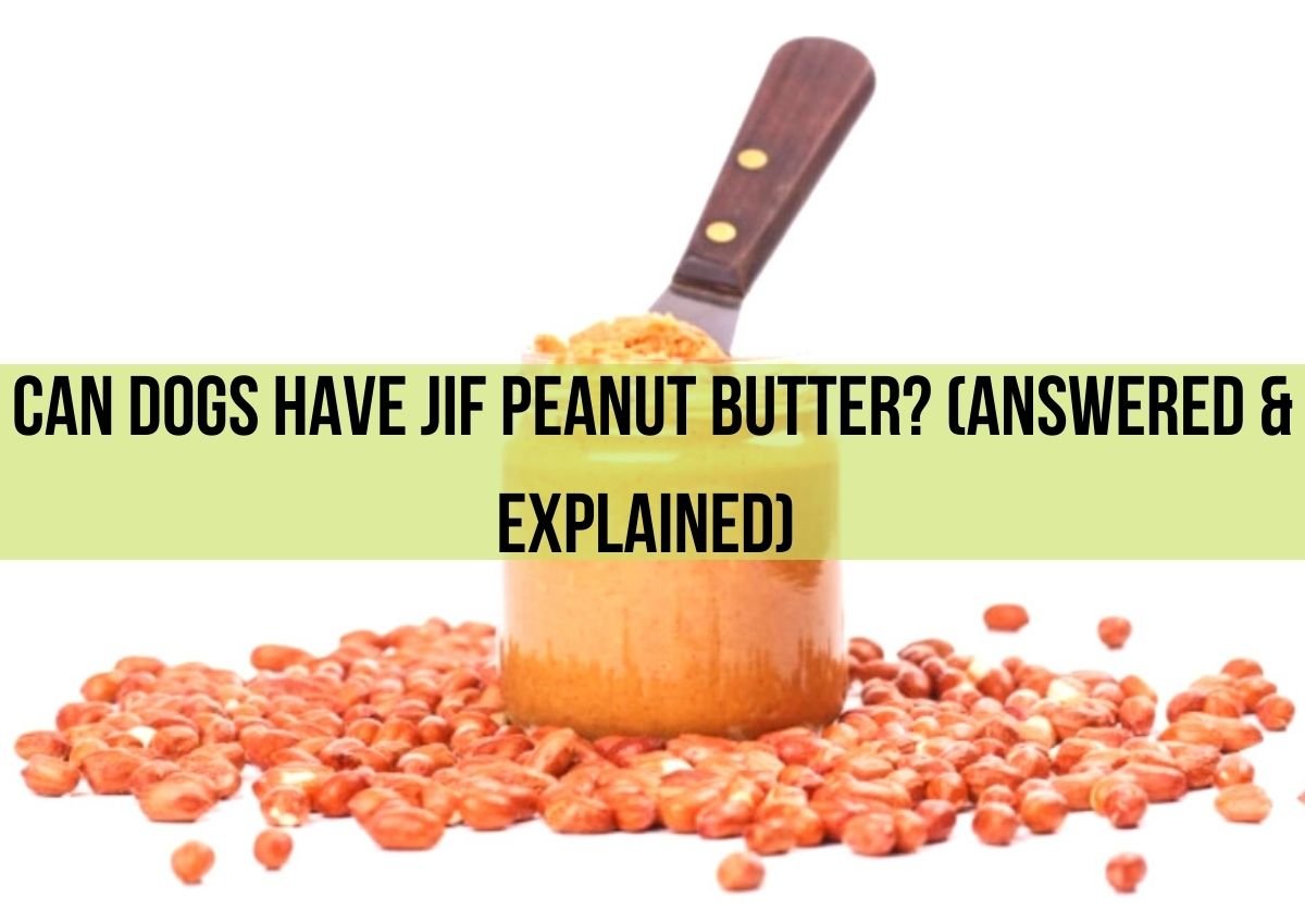 Can Dogs Have Jif Peanut Butter