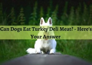 can dogs eat deli turkey