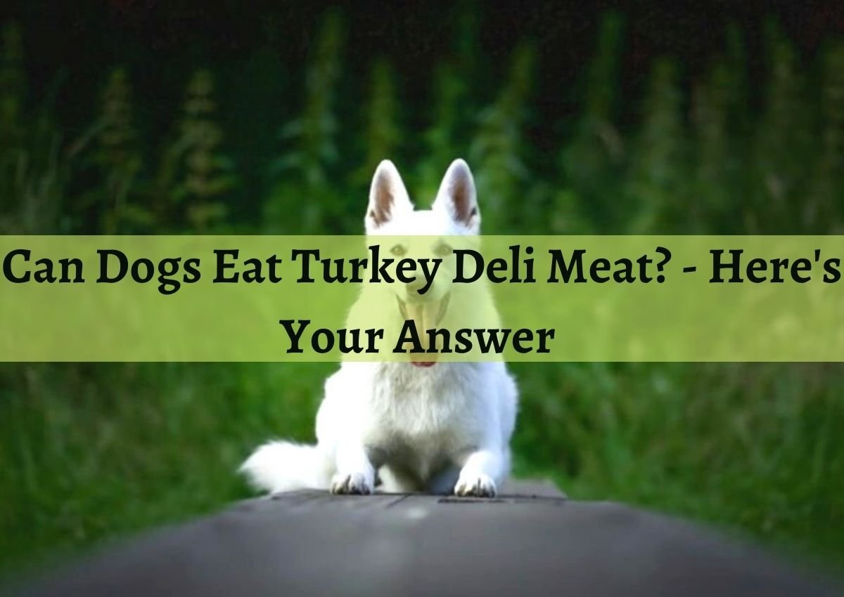 can dogs eat deli turkey