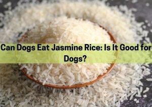 Can Dogs Eat Jasmine Rice