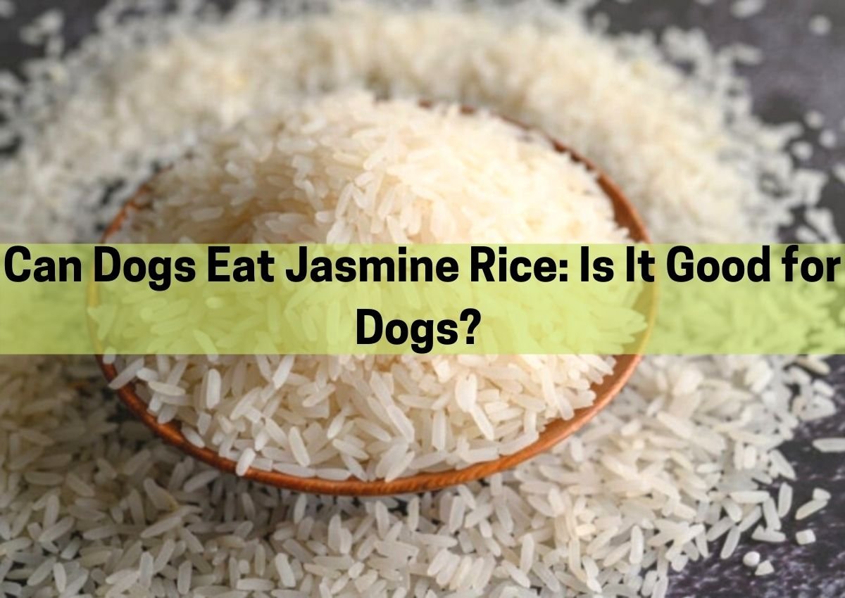 Can Dogs Eat Jasmine Rice