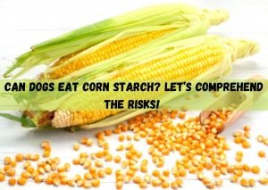 can dogs eat cornstarch