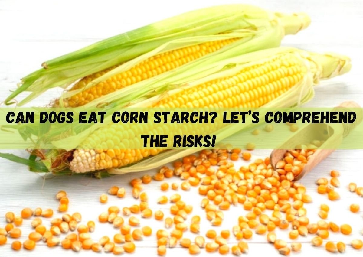 can dogs eat cornstarch