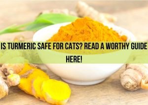 is turmeric safe for cats