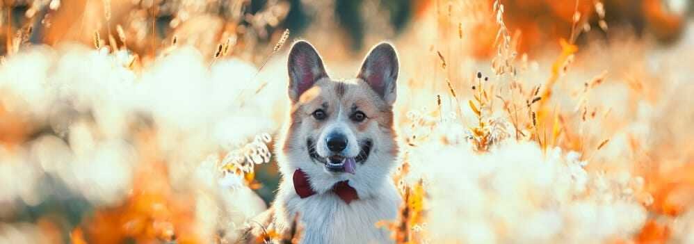 Why Most Allergies Come In The Spring Season?