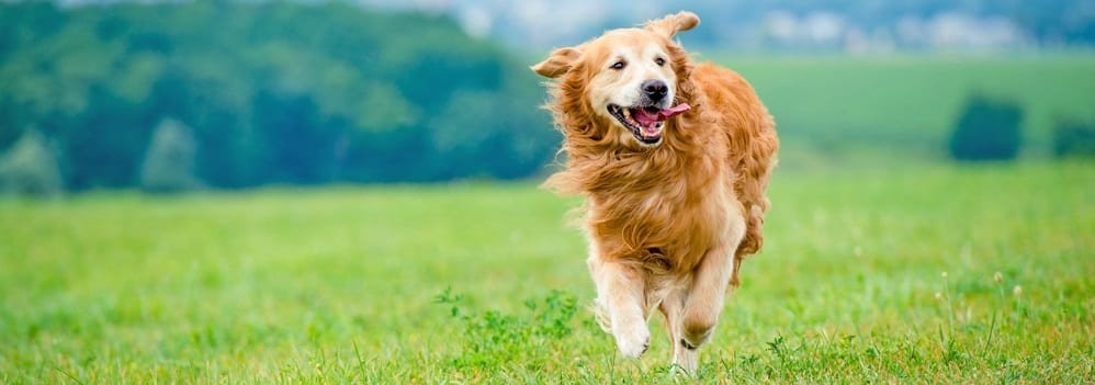 activities with dog