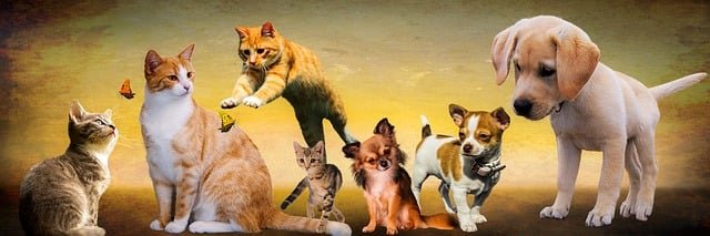 Pet Fact Privacy Policy