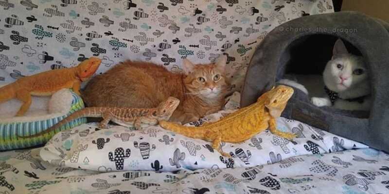 Reasons of Why Do Bearded Dragons and Cats Get Along