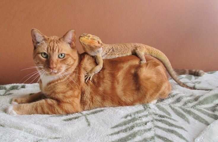 They Are Friendly & Share Body Language
