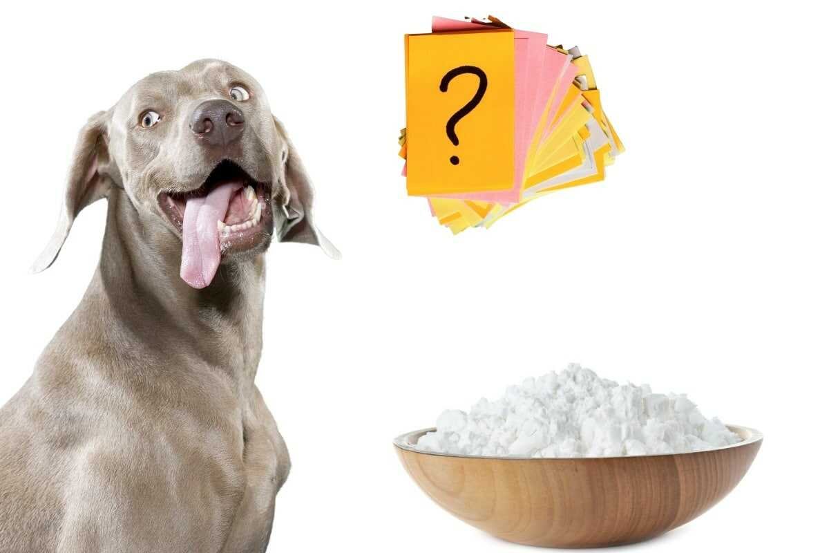 Can Dogs Eat Corn Starch?