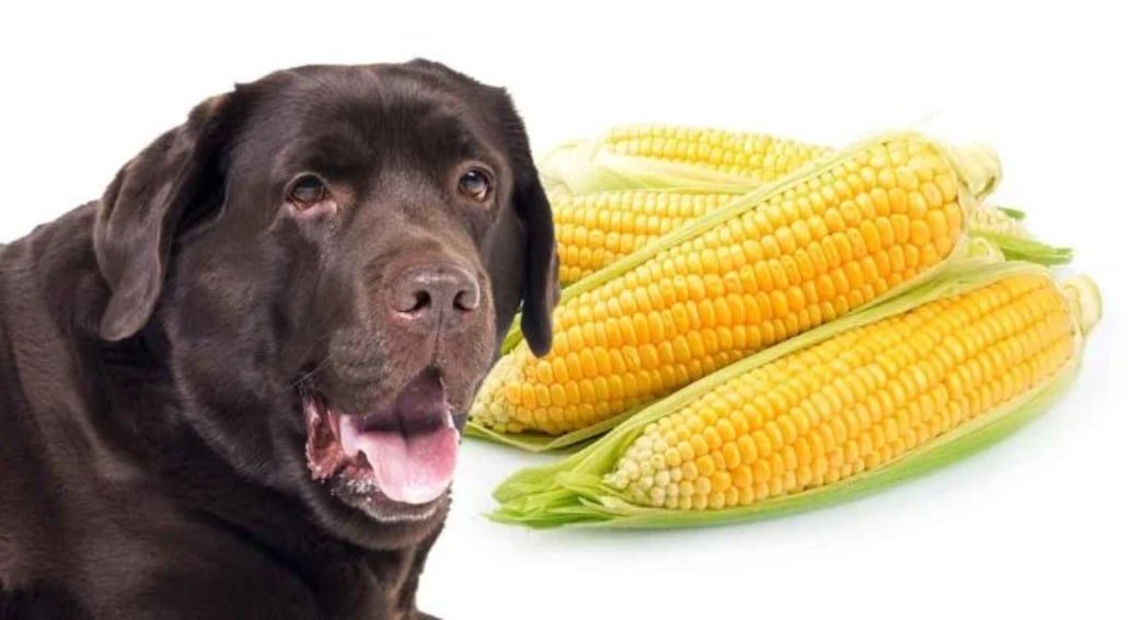 Is Corn Starch Safe for Dogs?