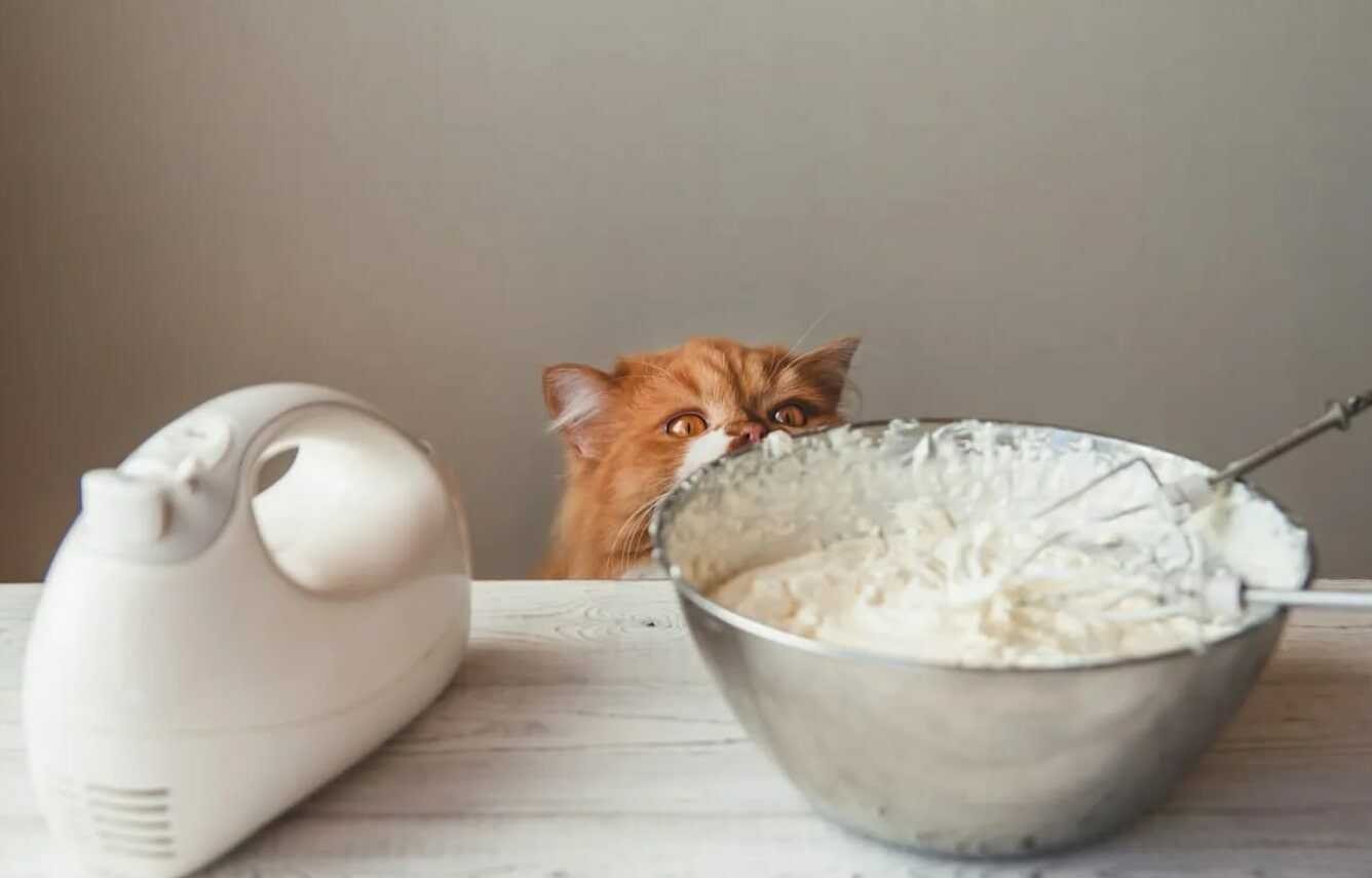 Can Cats Have Whipped Cream or Not?