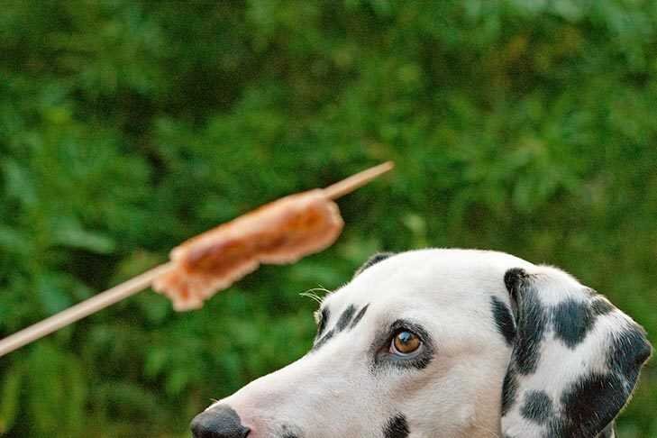 Is it Possible for Dogs to Eat Hot Dogs?