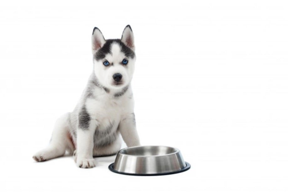 How Long Can A Dog Go Without Food? 