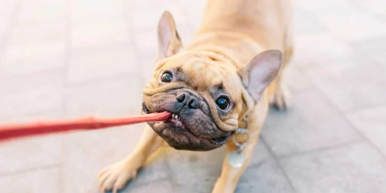 alarming dog treats to avoid