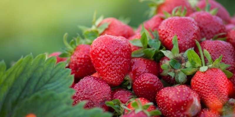 what fruits can goats eat