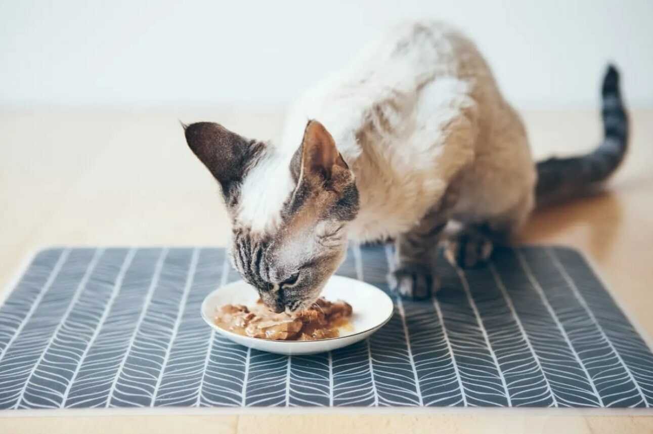Is Gravy Bad for a Cat’s Consumption?