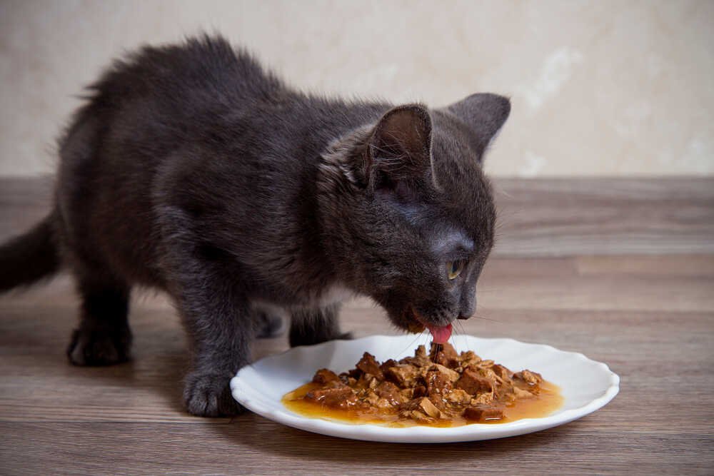 What Sort of Gravy Can I Give to My Cat?