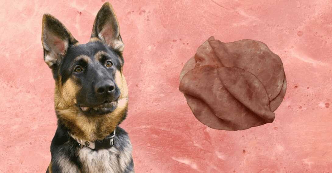 can dogs eat turkey deli meat