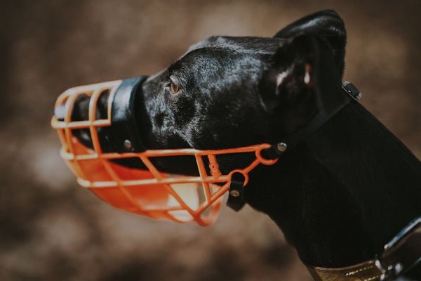 Dog Muzzle