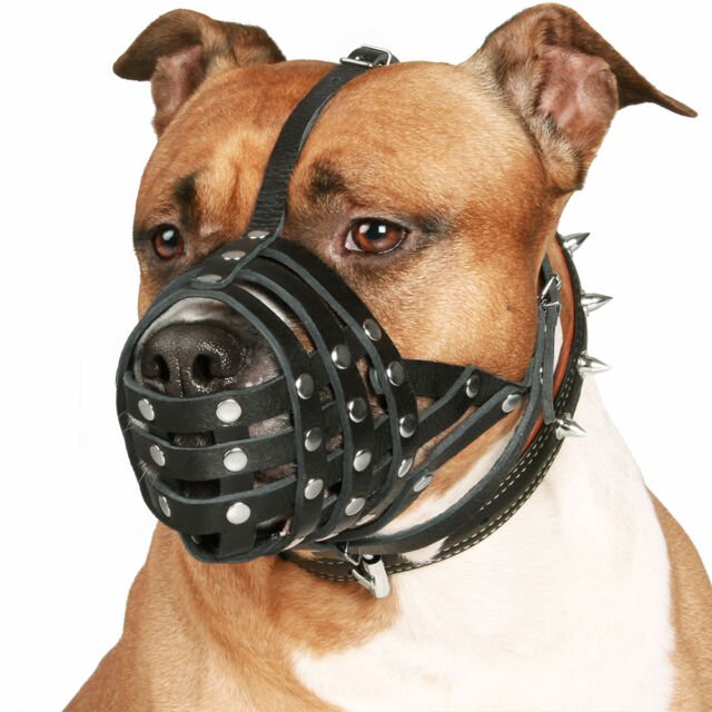 Training Your Dog to Wear a Muzzle