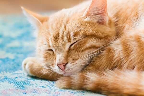 All Orange Cats Are Tabby