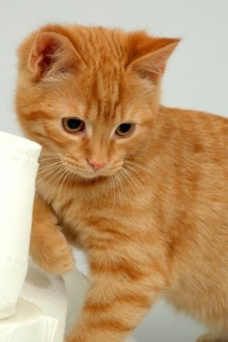 Orange Tabby Cats Eat Far More Than Normal Cats