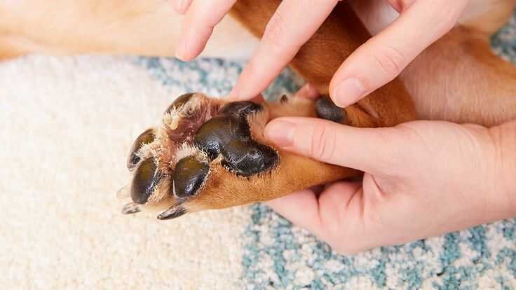 Prevention for Dry Cracked Dog Paws