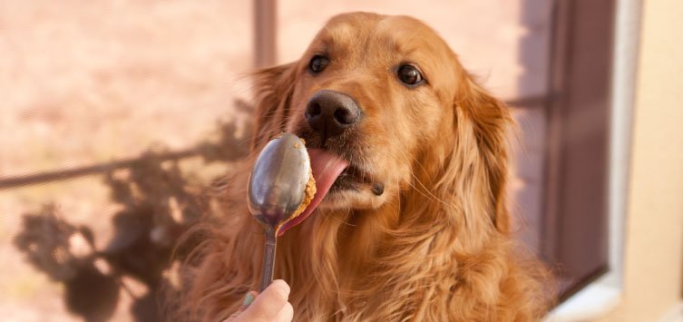 jif peanut butter for dogs