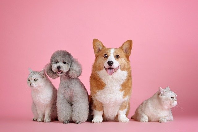 About Us Pet Fact