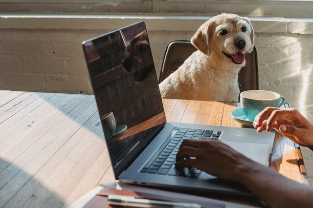 Pet Write For Us