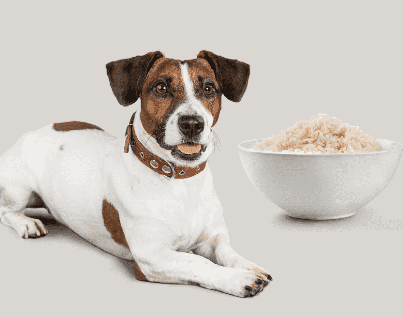 Is Jasmine Rice Good for Dogs?