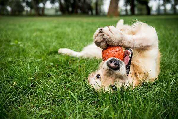why do dogs roll in the grass.