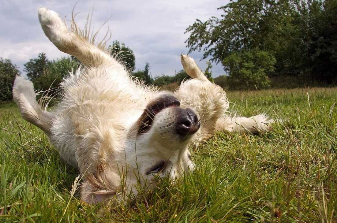 An Attempt to Clean Themselves