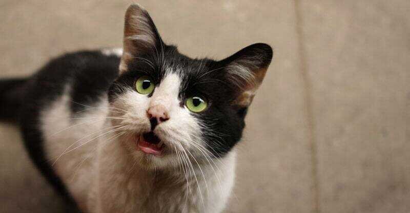 what does cat trilling mean