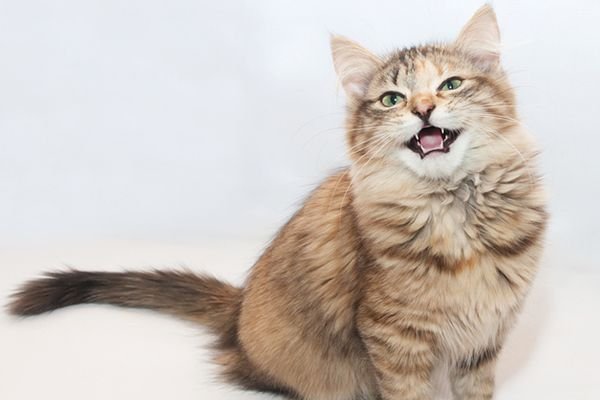what does cat trilling mean