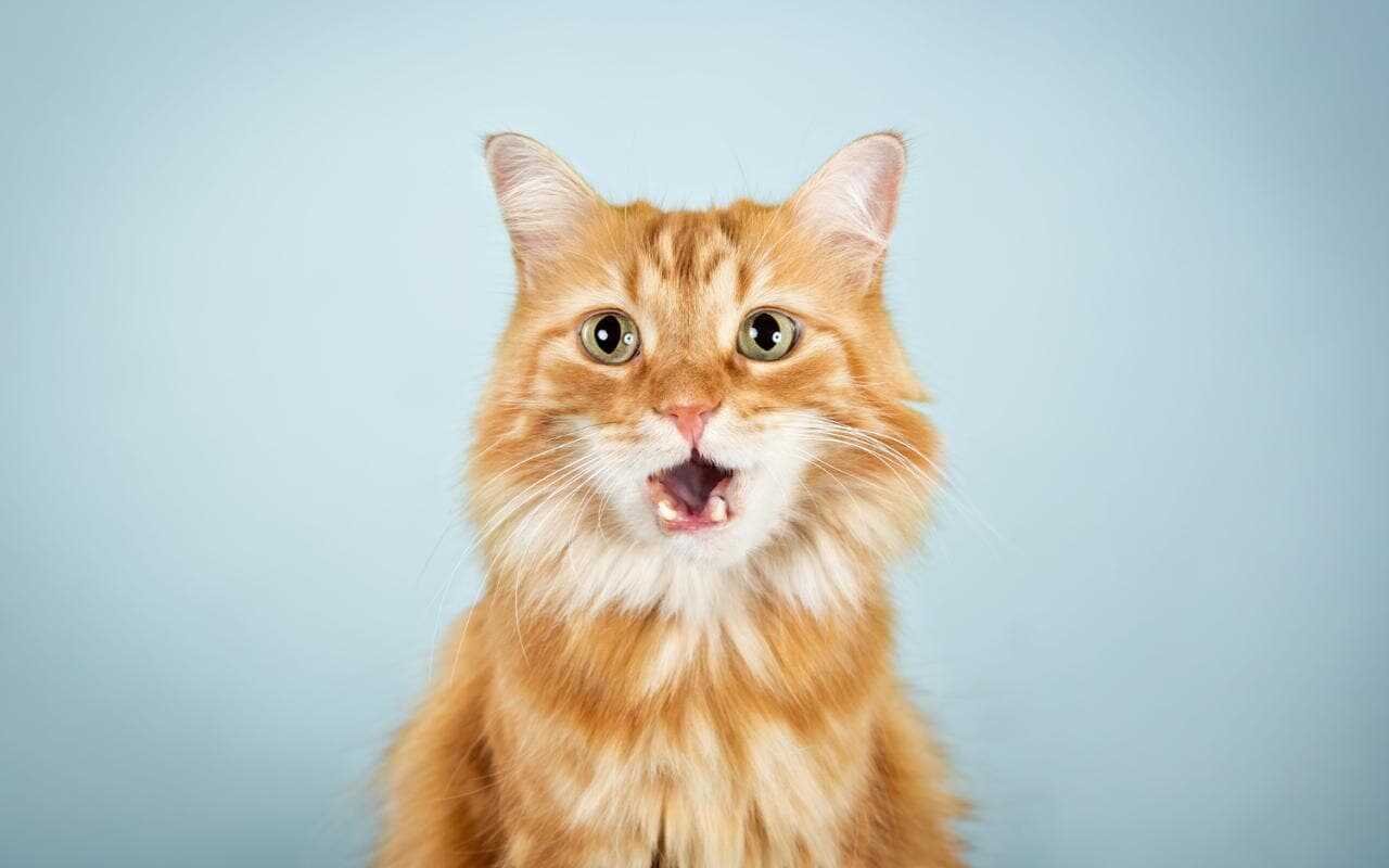 what does cat trilling mean