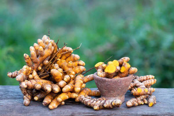 Turmeric for Cats: Usage