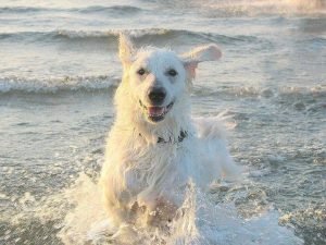 How Long Can A Dog Go Without Water?