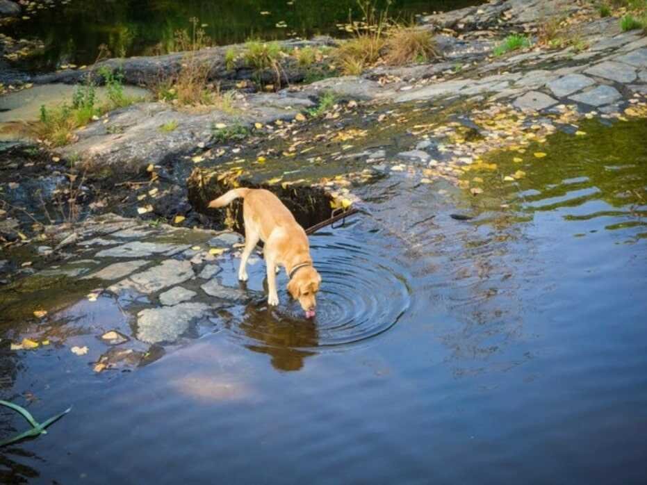 How Much Water Should A Dog Drink