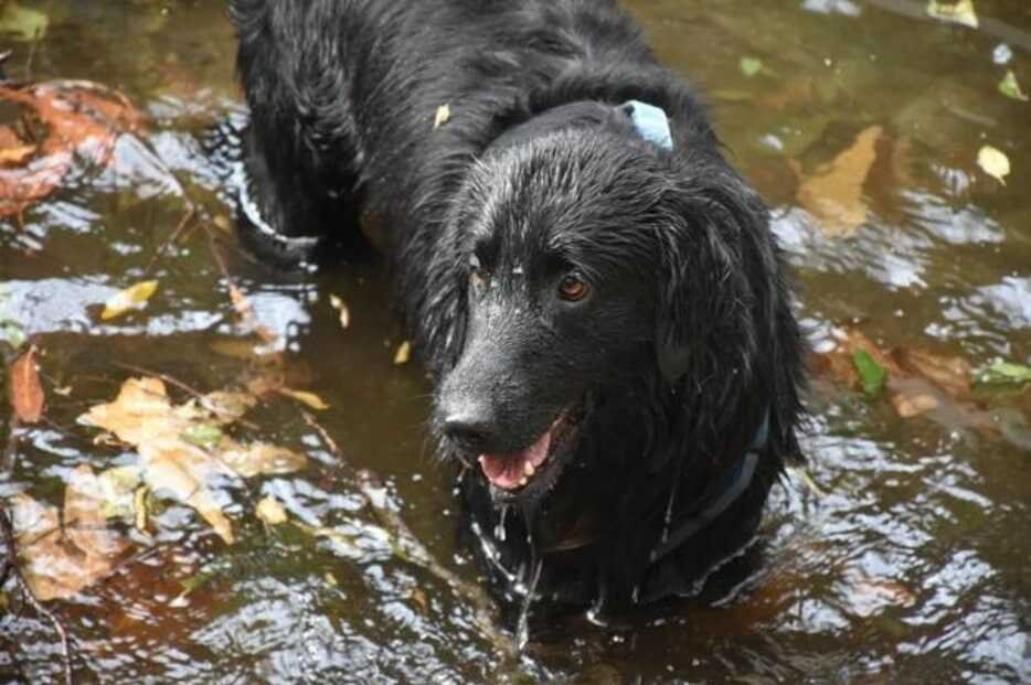 Why Would A Dog Stop Drinking Water?